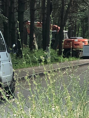 В Тейкове вырубают сосновый бор